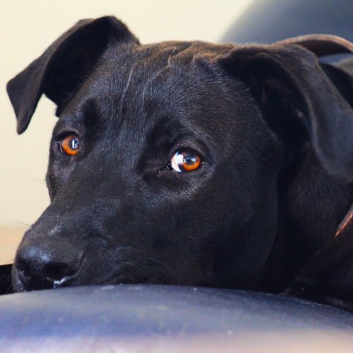 Kuro, the Hanscombe Books office mascot